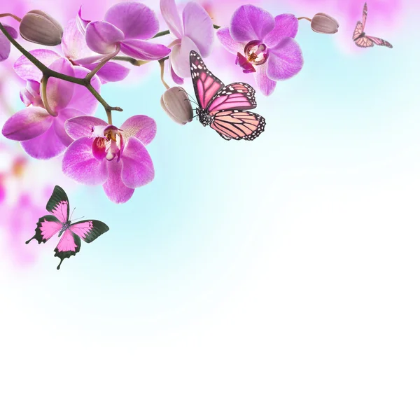 Floraler Hintergrund tropischer Orchideen und Schmetterlinge — Stockfoto