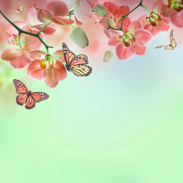 Floral background of tropical orchids and butterfly — Stock Photo, Image