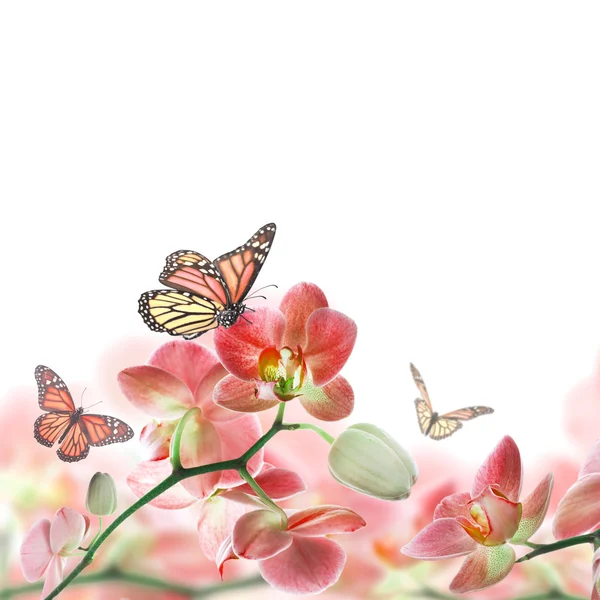 Tropik orkideler ve kelebek çiçek arka plan