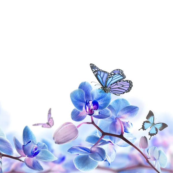 Floral background of tropical orchids and butterfly — Stock Photo, Image