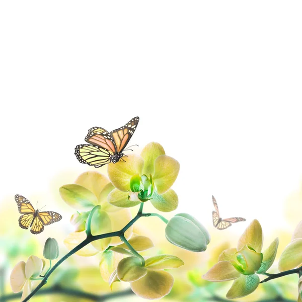 Floral background of tropical orchids and butterfly — Stock Photo, Image