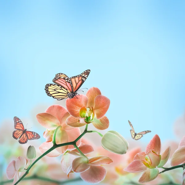 Floral achtergrond van tropische orchideeën en vlinder — Stockfoto
