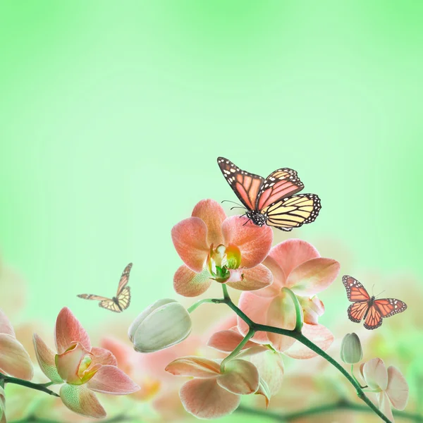 Floral background of tropical orchids and butterfly — Stock Photo, Image