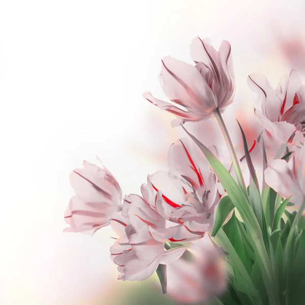 Red tulips with green grass — Stock Photo, Image