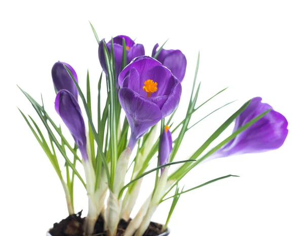 Spring crocus — Stock Photo, Image