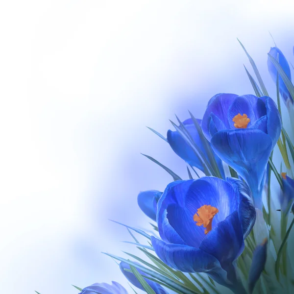 Lente crocus — Stockfoto