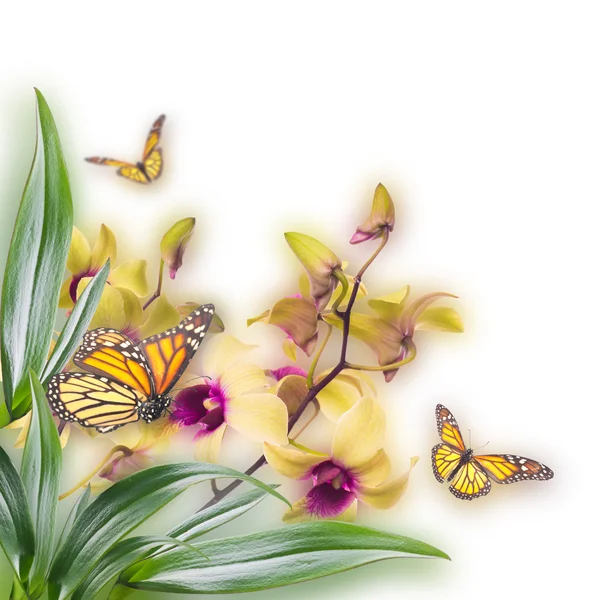 Storczyki tropikalne i motyl — Zdjęcie stockowe