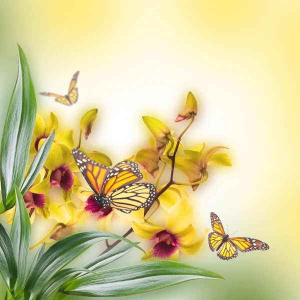 Tropical orchids and butterfly — Stock Photo, Image