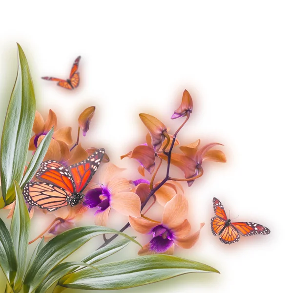 Tropik orkideler ve kelebek — Stok fotoğraf