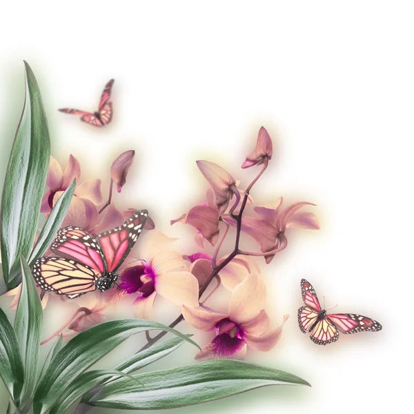 Tropical orchids and butterfly — Stock Photo, Image