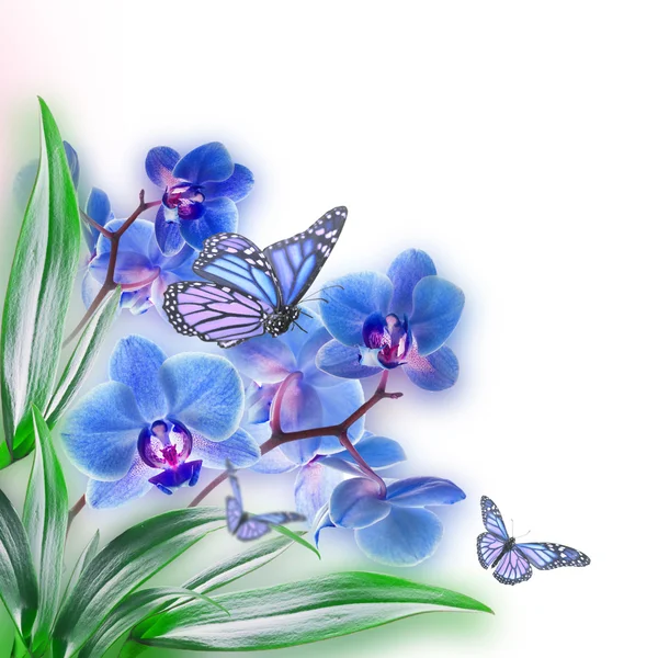 Tropical orchids and butterfly — Stock Photo, Image