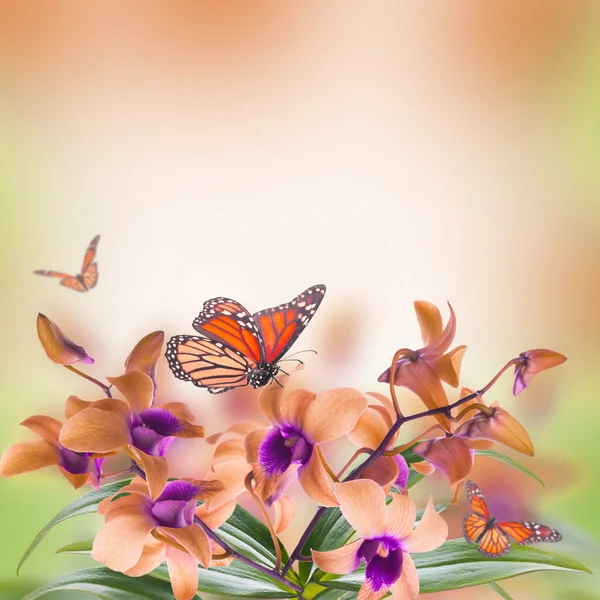Tropické orchideje a motýl — Stock fotografie