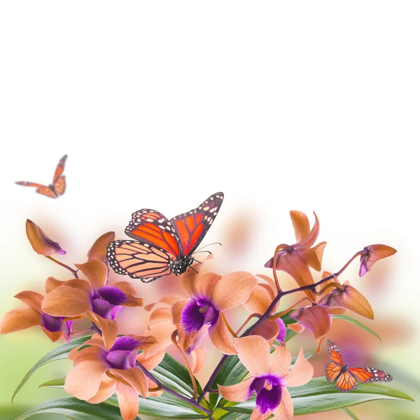 Tropische Orchideen und Schmetterlinge — Stockfoto