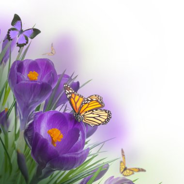 Spring crocuses with butterfly clipart