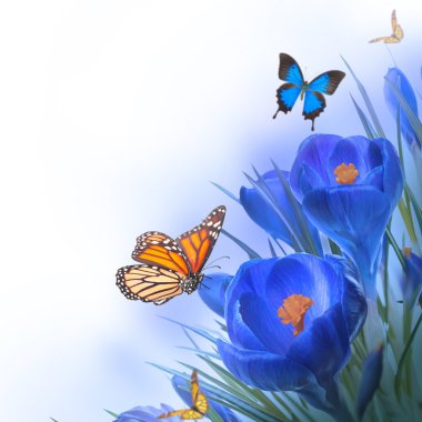 Bahar çiğdemler kelebek ile