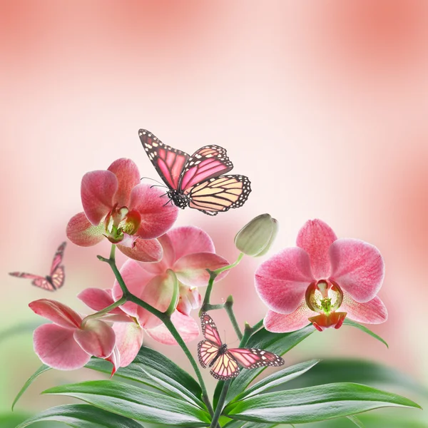 Tropical orchids and butterfly — Stock Photo, Image