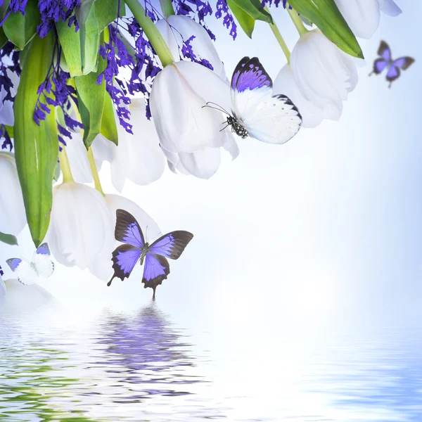 Białe tulipany z blue grass i motyl — Zdjęcie stockowe