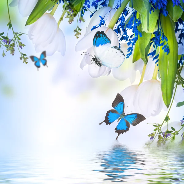 Белые тюльпаны с голубой травой и бабочкой — стоковое фото