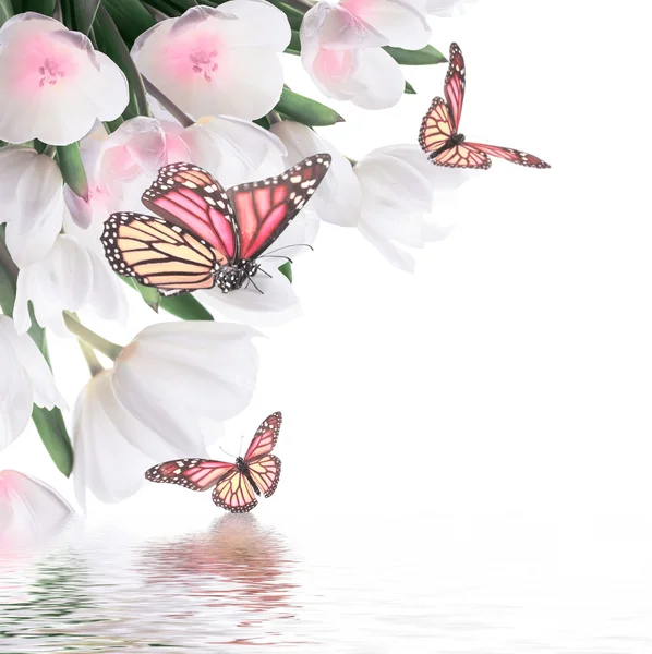 Kelebek ile beyaz laleler — Stok fotoğraf