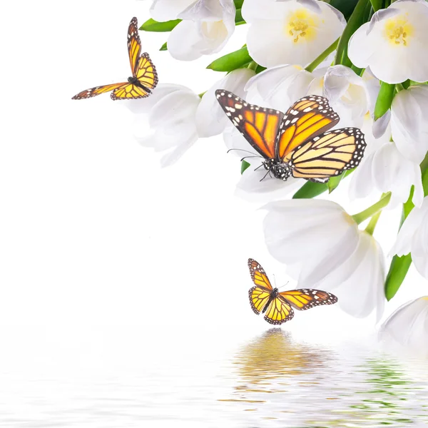 蝶と白いチューリップ — ストック写真