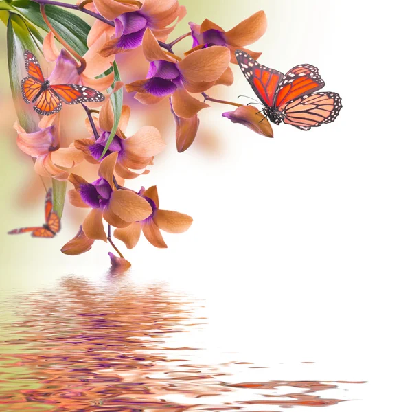 Tropical orchids and butterfly — Stock Photo © seqoya 40950083