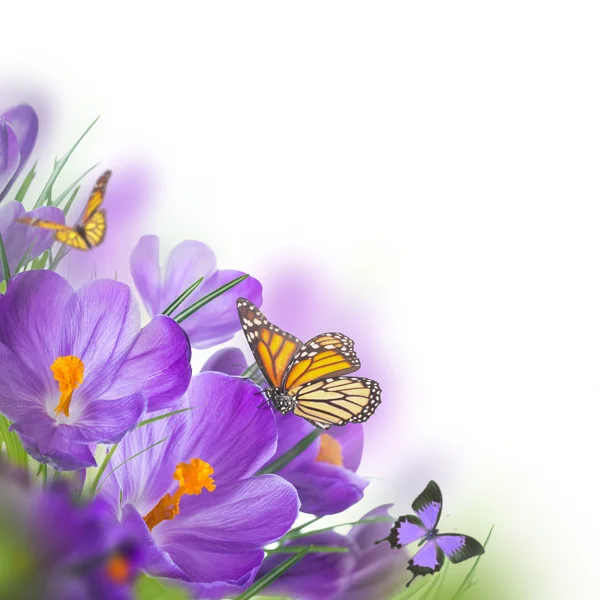 Spring crocuses with butterfly — Stock Photo, Image