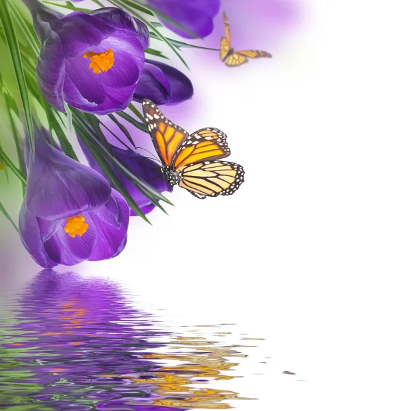 Crocos de primavera com borboleta — Fotografia de Stock