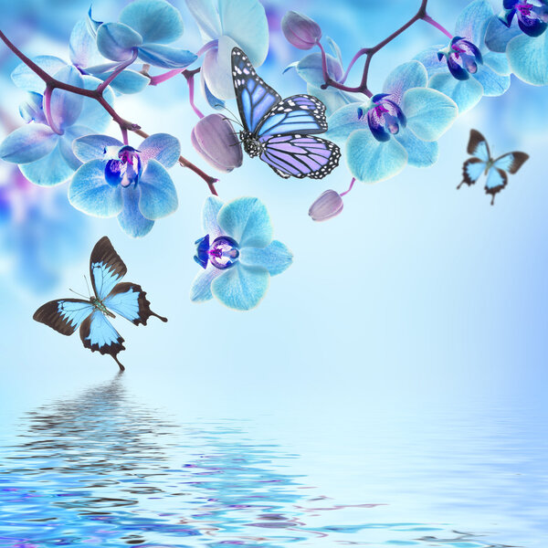 Тропические орхидеи и бабочки
