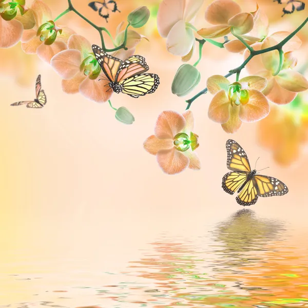 熱帯の蘭の花と蝶 — ストック写真