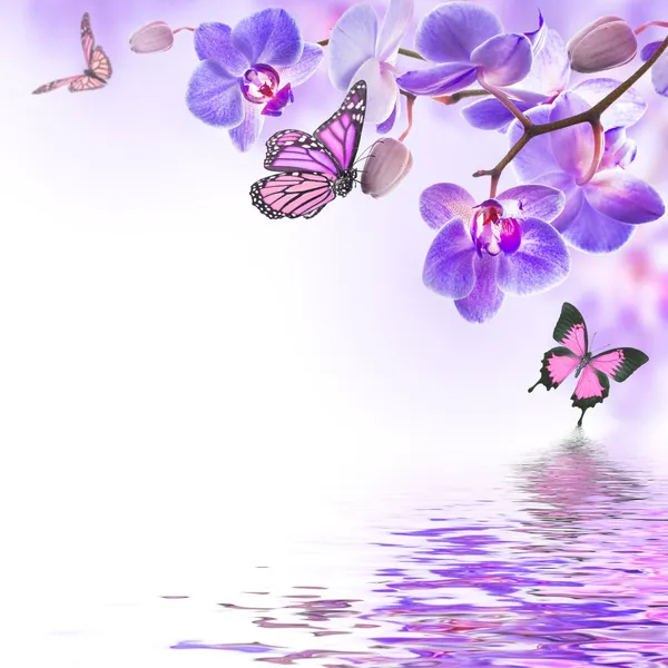 热带兰花与蝴蝶 — 图库照片