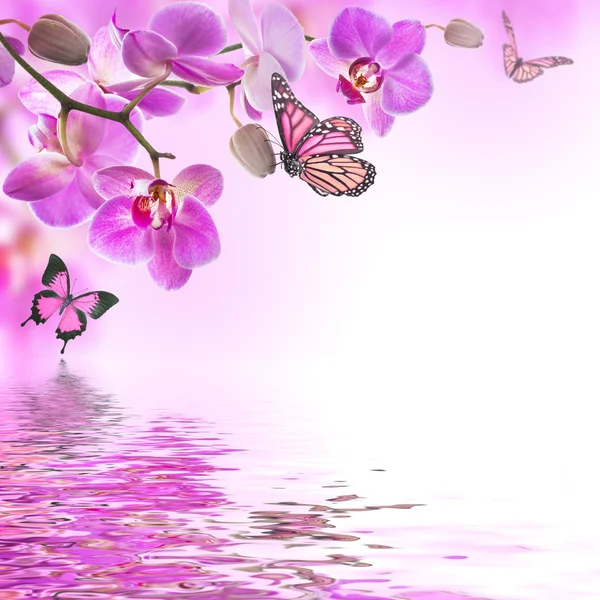 Orchidee tropicali e farfalla — Foto Stock