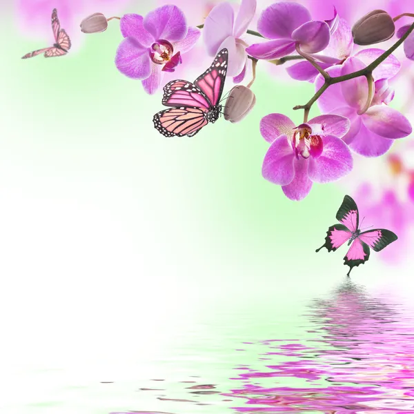 熱帯の蘭の花と蝶 — ストック写真