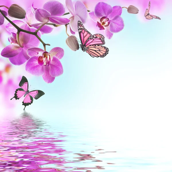 Tropical orchids and butterfly — Stock Photo, Image