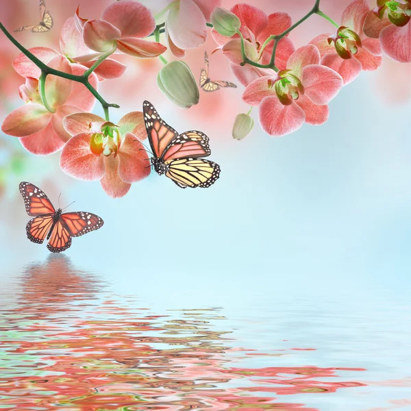 Agua mariposa fotos de stock, imágenes de Agua mariposa sin royalties | Depositphotos Agua mariposa fotos de stock, imágenes de Agua mariposa sin royalties | Depositphotos