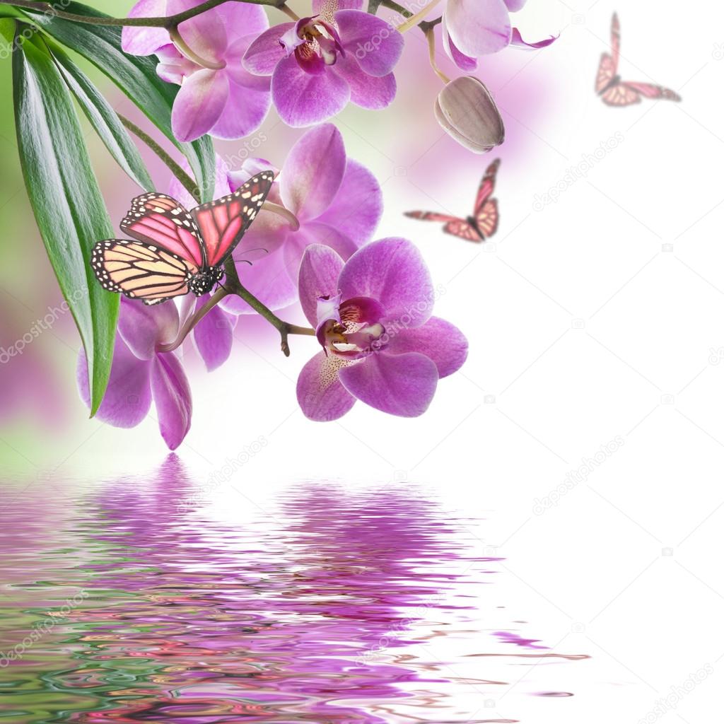 Tropical orchids and butterfly