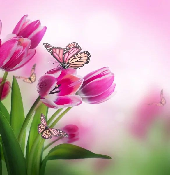 Boeket roze tulpen — Stockfoto