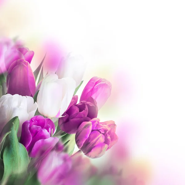 Kytice růžových tulipánů — Stock fotografie