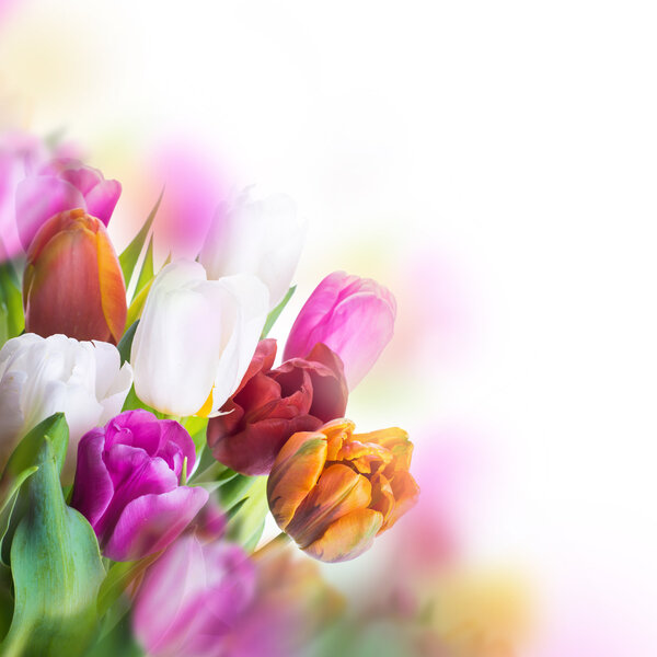 Аромат тюльпанов