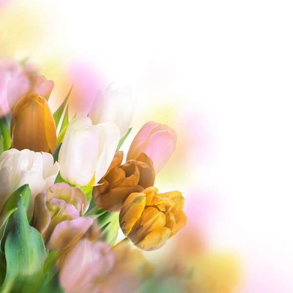 Аромат тюльпанов