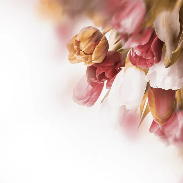 Bouquet of red tulips — Stock Photo, Image