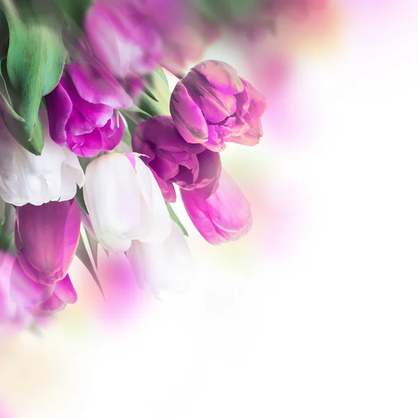 Boeket roze tulpen — Stockfoto