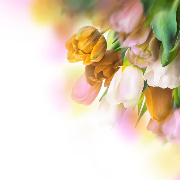 Bouquet di tulipani — Foto Stock