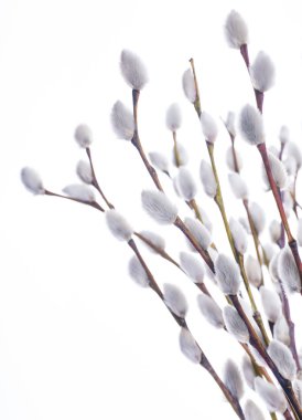 Bahar söğüt ağacının bahar çiçek