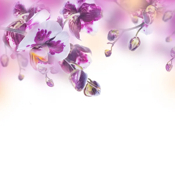 Hintergrund tropischer Orchideen — Stockfoto
