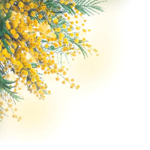 Yellow mimosa — Stock Photo, Image