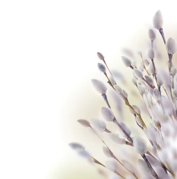 Lente wilg boom in bloei van de lente — Stockfoto