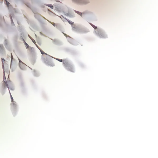 Bahar söğüt ağacının bahar çiçek — Stok fotoğraf