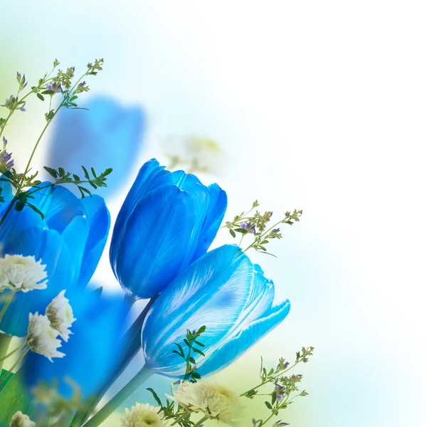 Tulipanes azules con mimosa — Foto de Stock