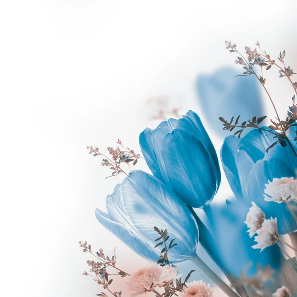 Tulipanes azules — Foto de Stock