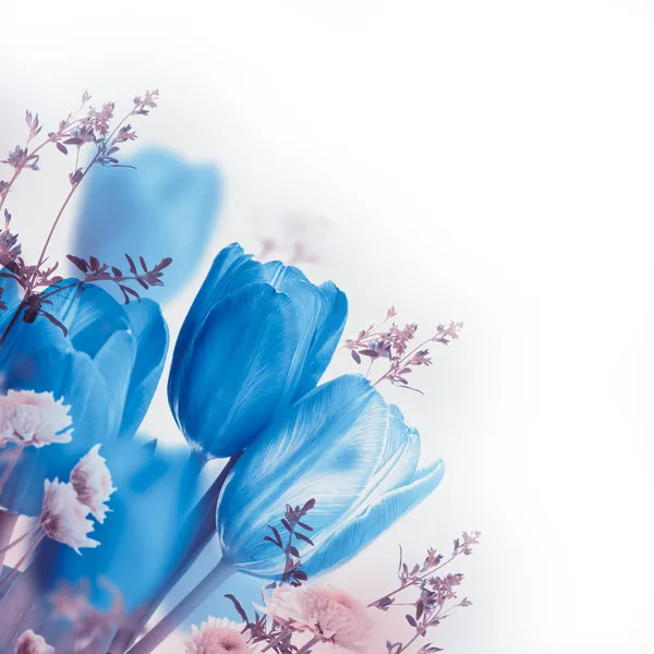 Blå tulipaner – stockfoto